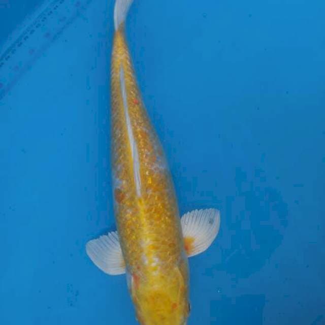 Hariwake 38cm