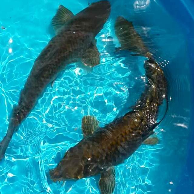 pejinak kolam 2 ekor 40 bu