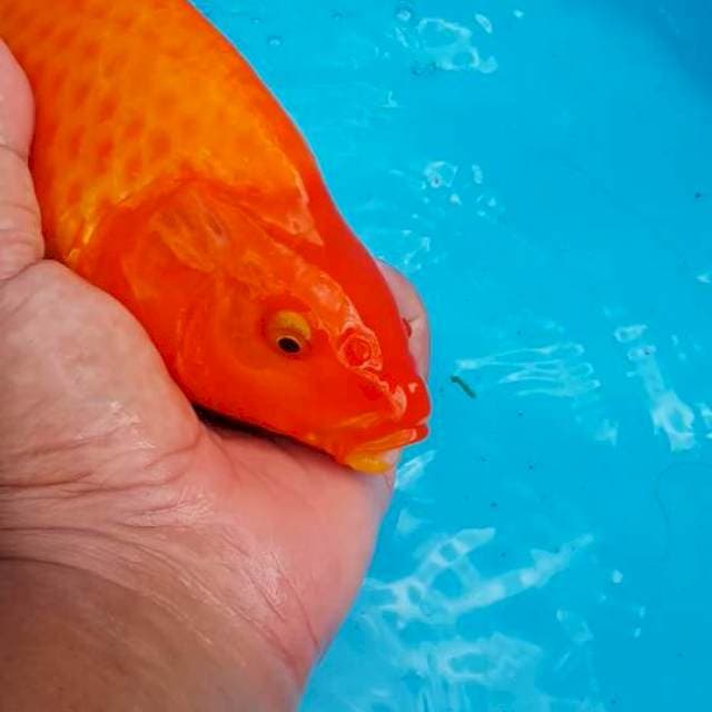 benigoi bulki 35 cm