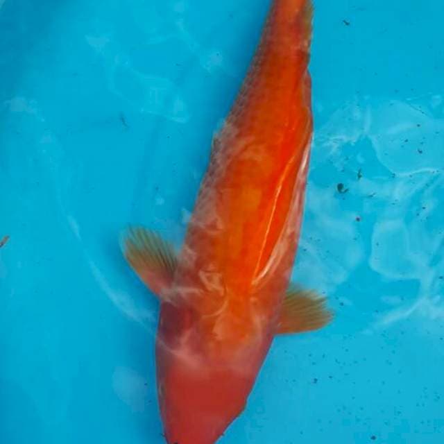 benigoi bulki 35 cm