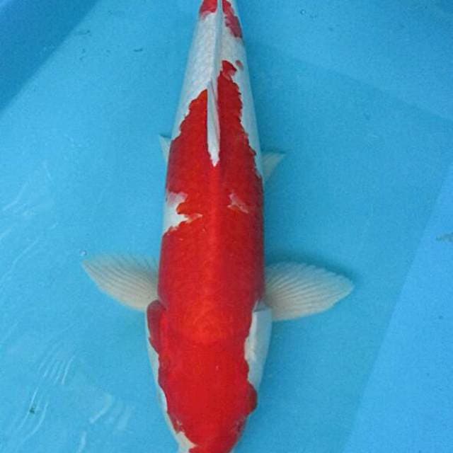 Kohaku merah male ±46cm