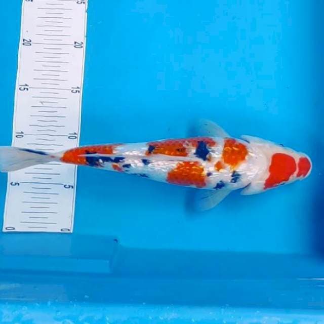 H. Maru KINGINRIN #32CM