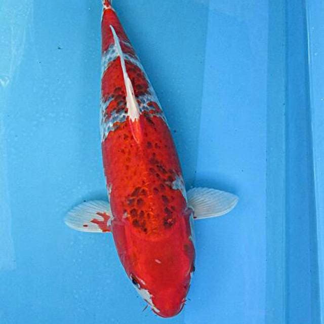 Goshiki merah ±45cm