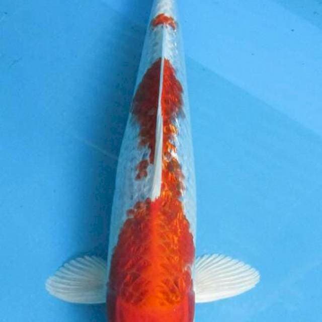 Kojaku ginrin full rapi ±38cm