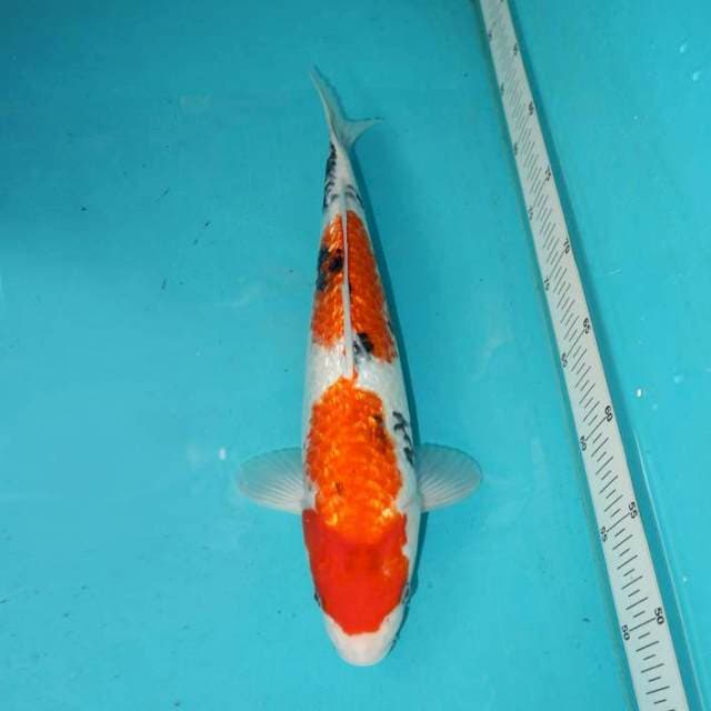 SANKE GINRIN 35 CM