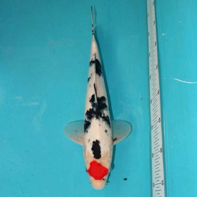 TANCHO SANKE 33 CM