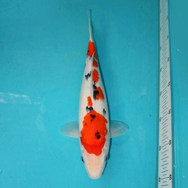 SANKE 31 CM