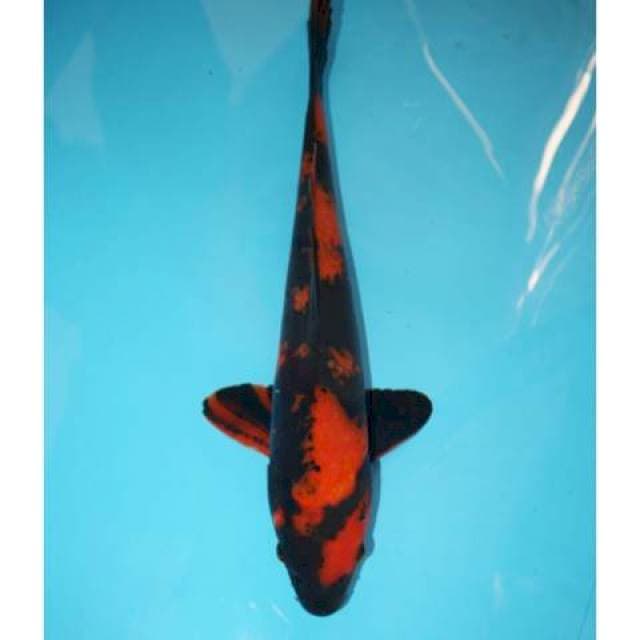 UTSURI 35 CM