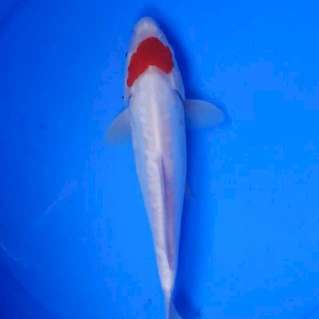 kohaku doitshu ori