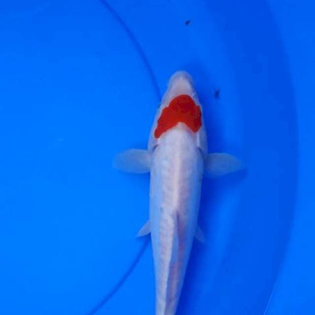 kohaku doitshu ori