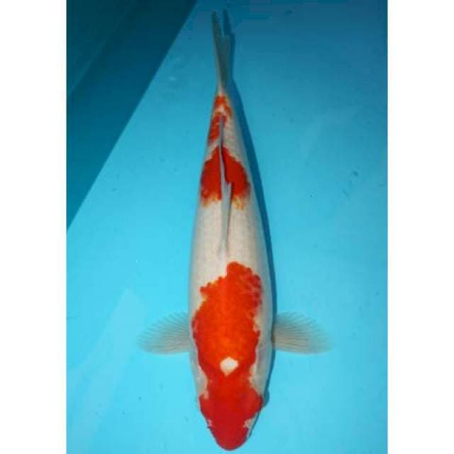 KOHAKU 34 CM