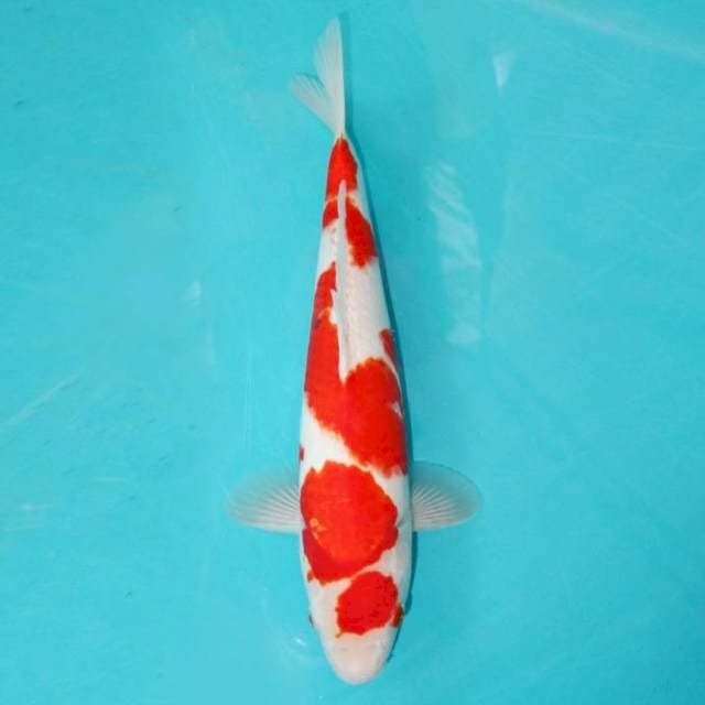 KOHAKU 35 CM