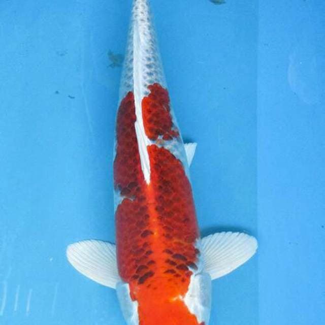 Kojaku ±40cm
