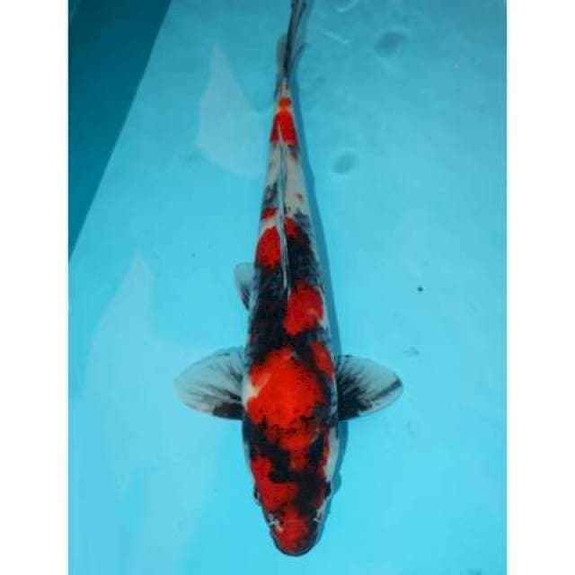 RED SHOWA JANTAN 34 CM