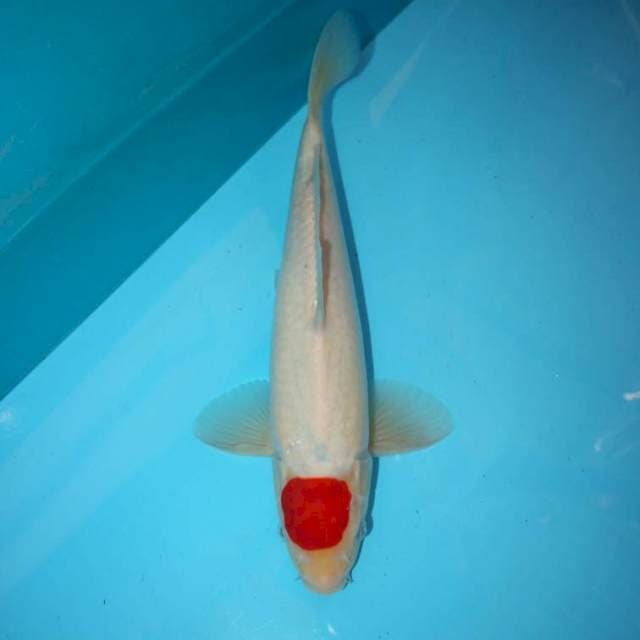 TANCHO SANKE TATEGOI 33 CM