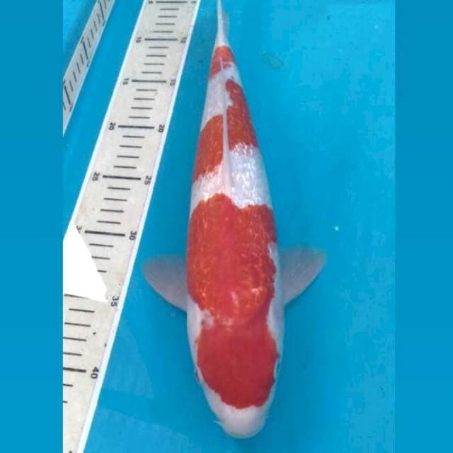 Kohaku Ginrin 37 cm Jantan
