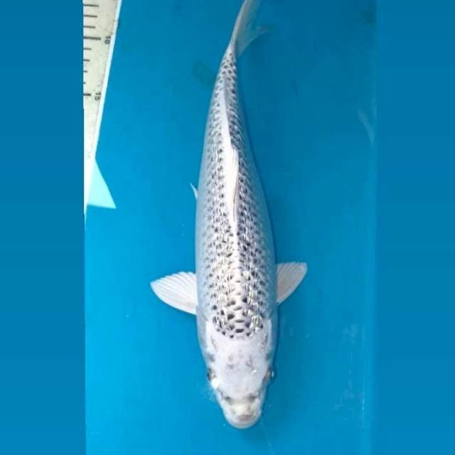 Kin Matsuba Ginrin 33 cm
