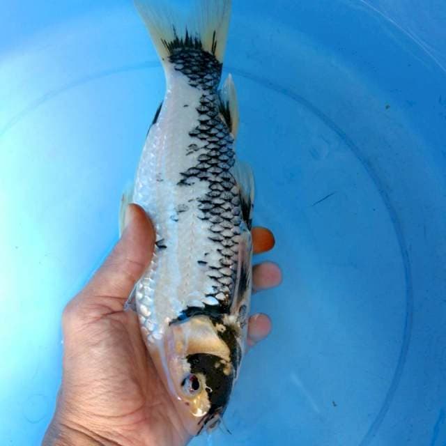 Matsukawabake 27cm