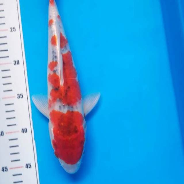 ghosiki 30 cm