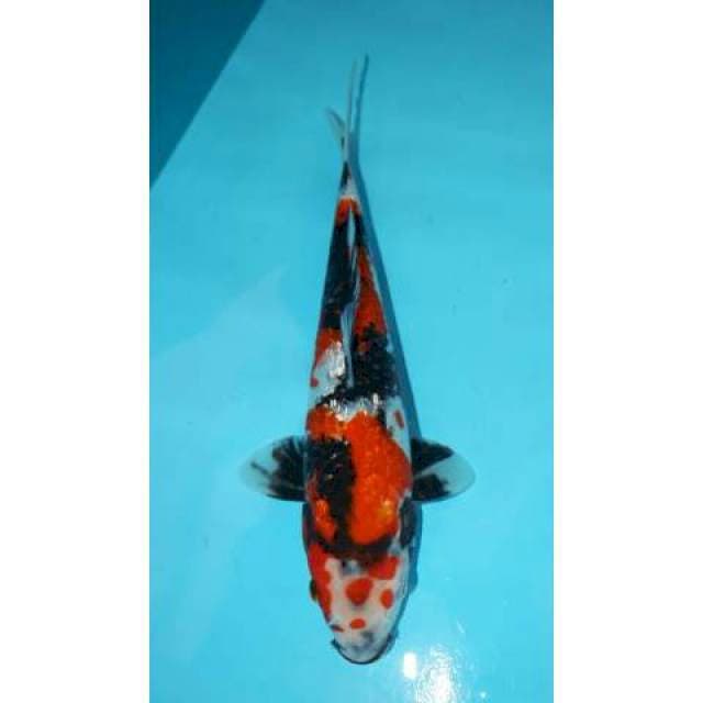 Ginrin Showa 27 cm