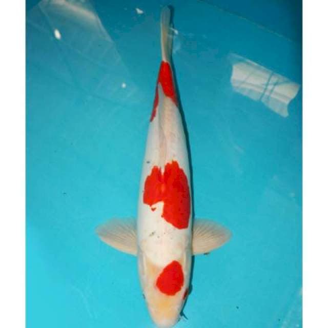 Sanke Tategoi Doitsu 44 cm