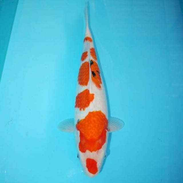 Tategoi Sanke Prospect 37 cm