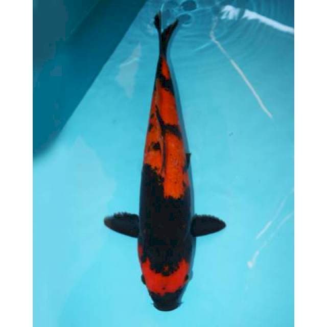 Utsuri 40 cm