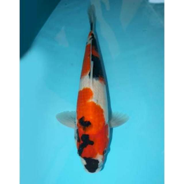 Showa 36 cm