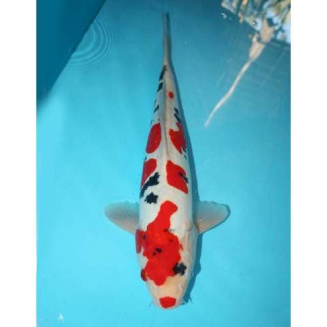 Male Doiteu Sanke 39 cm