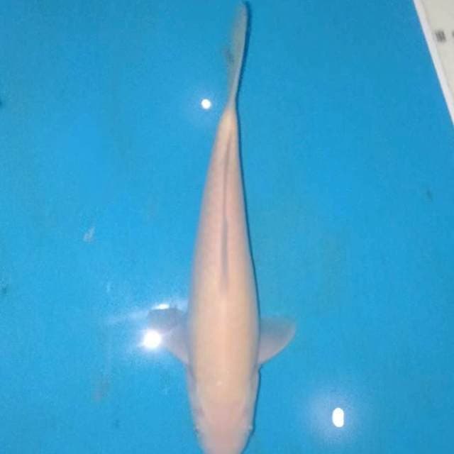 Natural clean karashi 25 cm