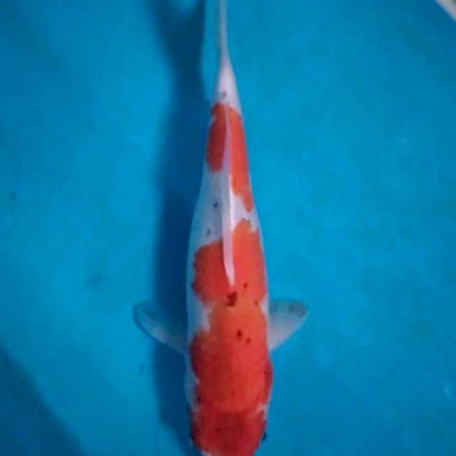 Red Grade Aikoromo 32 cm
