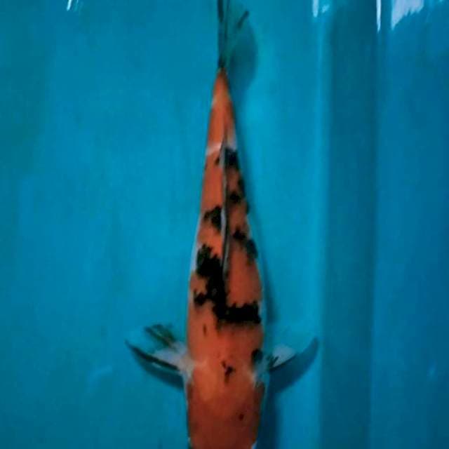 Soft Patren Utsuri 35 cm