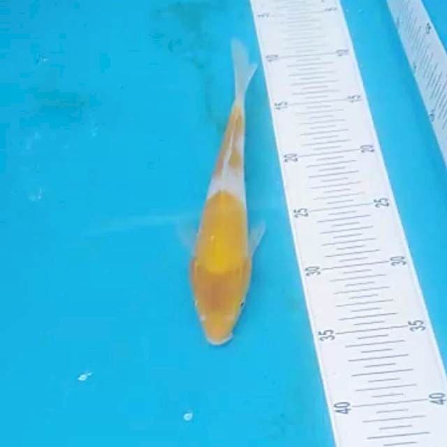Hariwake