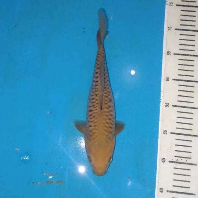 Cagoi Tembaga Sisik Rapi 28 cm