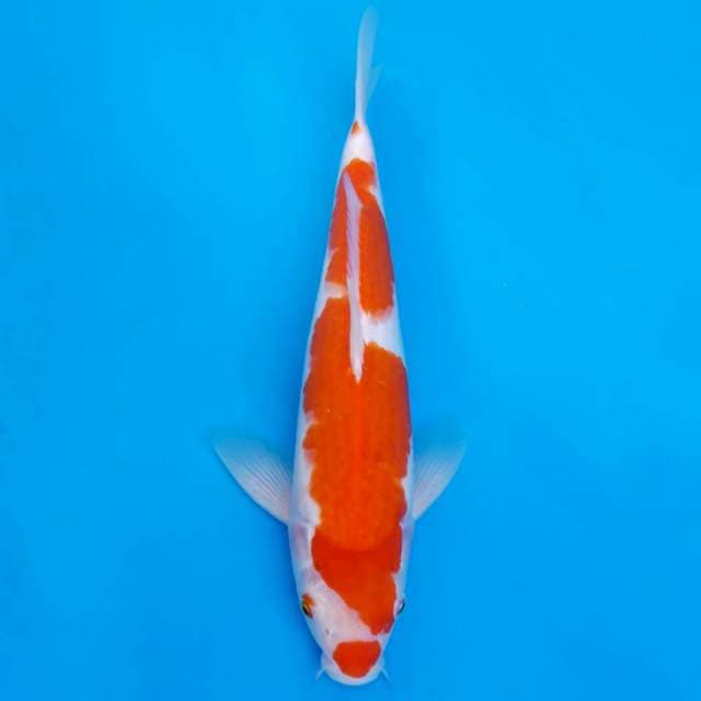 Kohaku