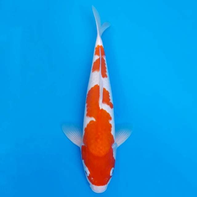 Kohaku abstrak