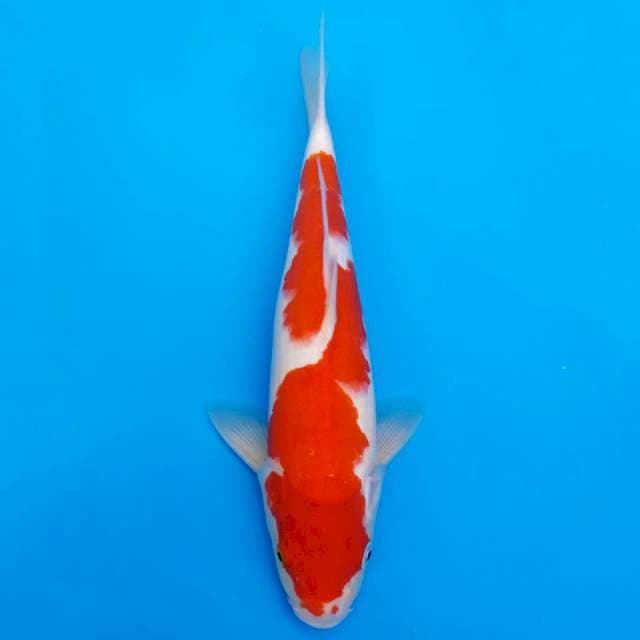 Kohaku merah merona