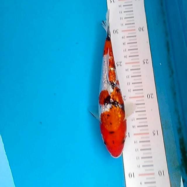 Mencaburi Sanke ginrin