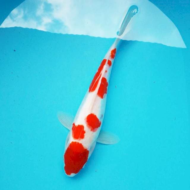 3. Kohaku || 30 cm