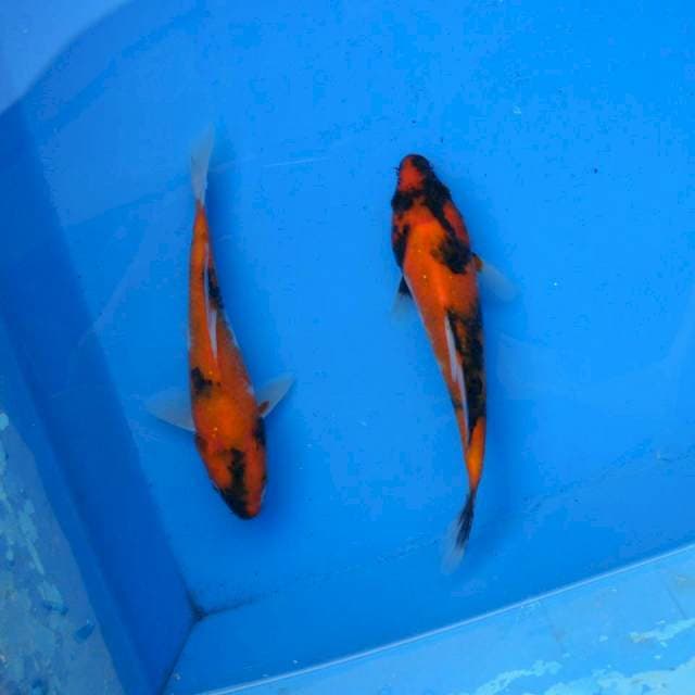 Duo Hi Showa F1