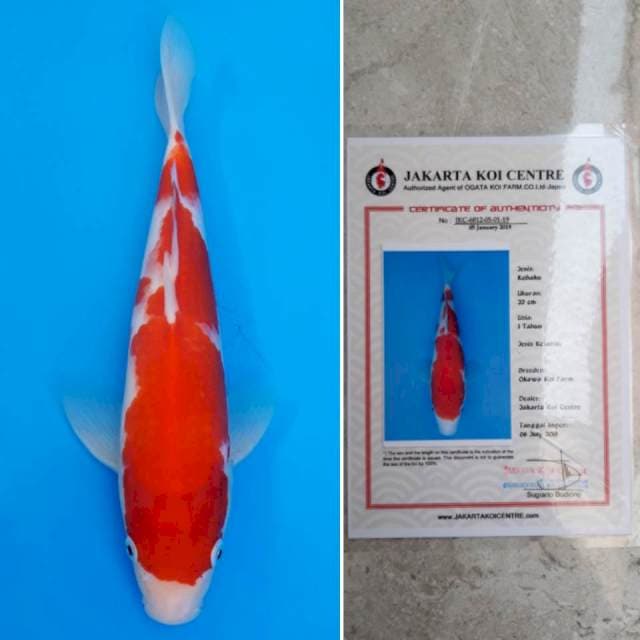 Kohaku import sertifikat