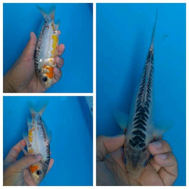 Shusui rapih 23 cm