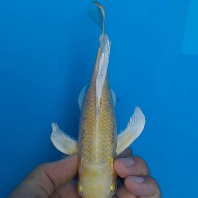 Ogon Slayer 20 cm up