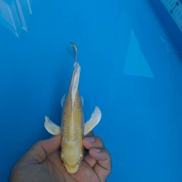 Ogon Slayer 20 cm up
