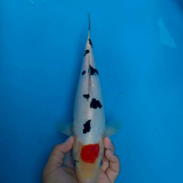 Tancho Sanke doitsu 36 cm
