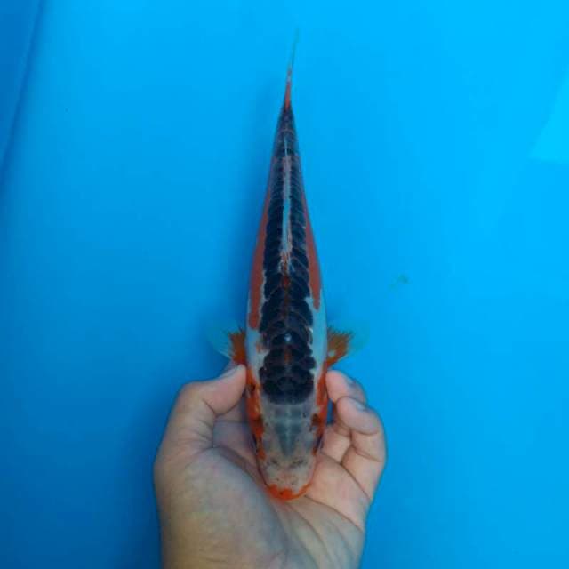 Red Dragon Hana Shusui 28cm
