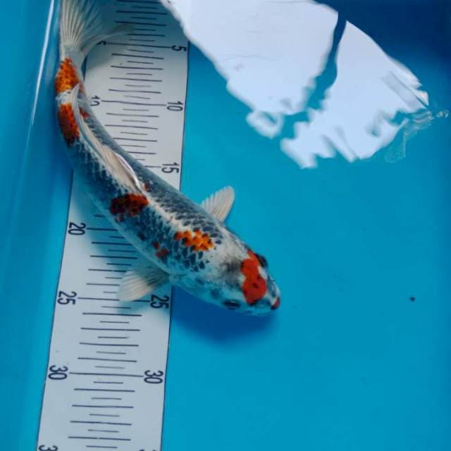 beni ginnga
