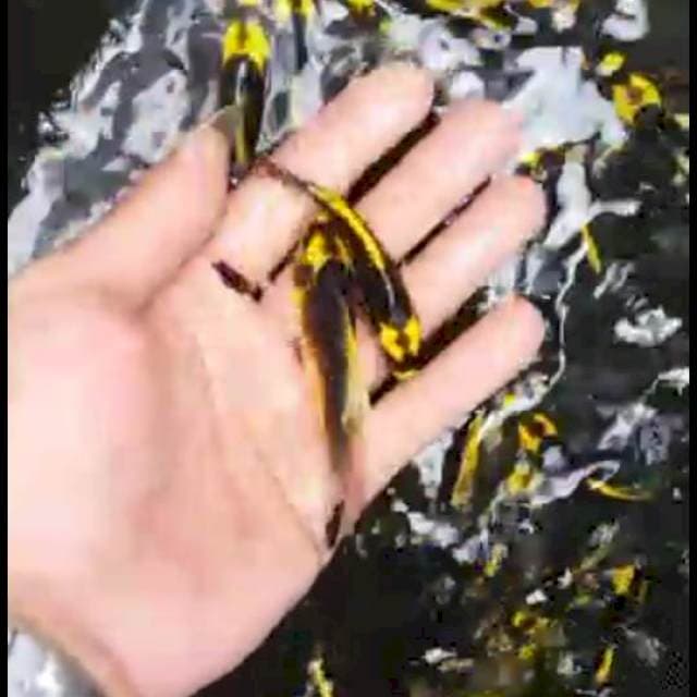 Butterfly kabuto 200an ekor 5-7cm