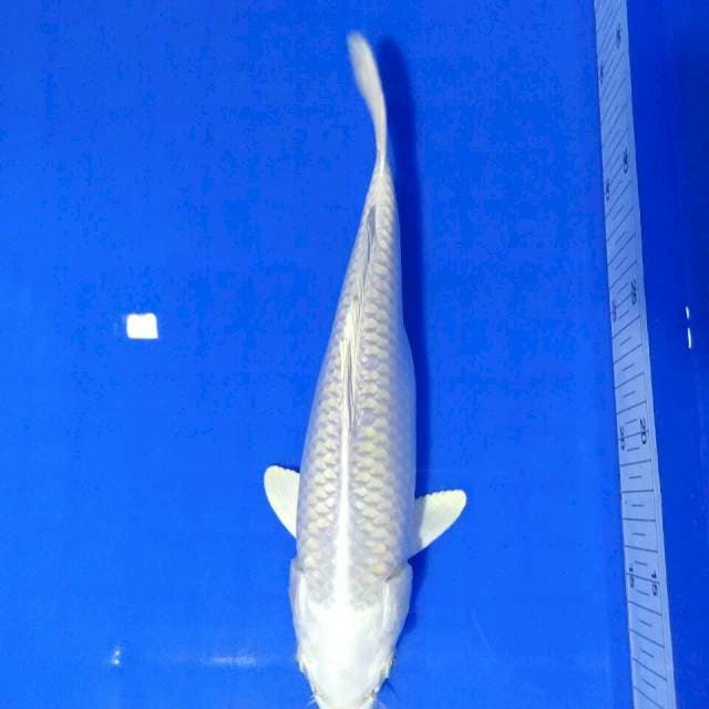 PLATINUM PLUSSS T102 26 FEMALE