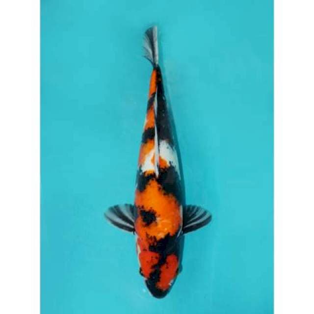 SHOWA 41 CM